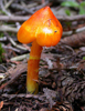 Hygrocybe autoconica 